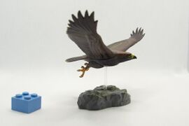 Colorata_Flying_Golden_Eagle