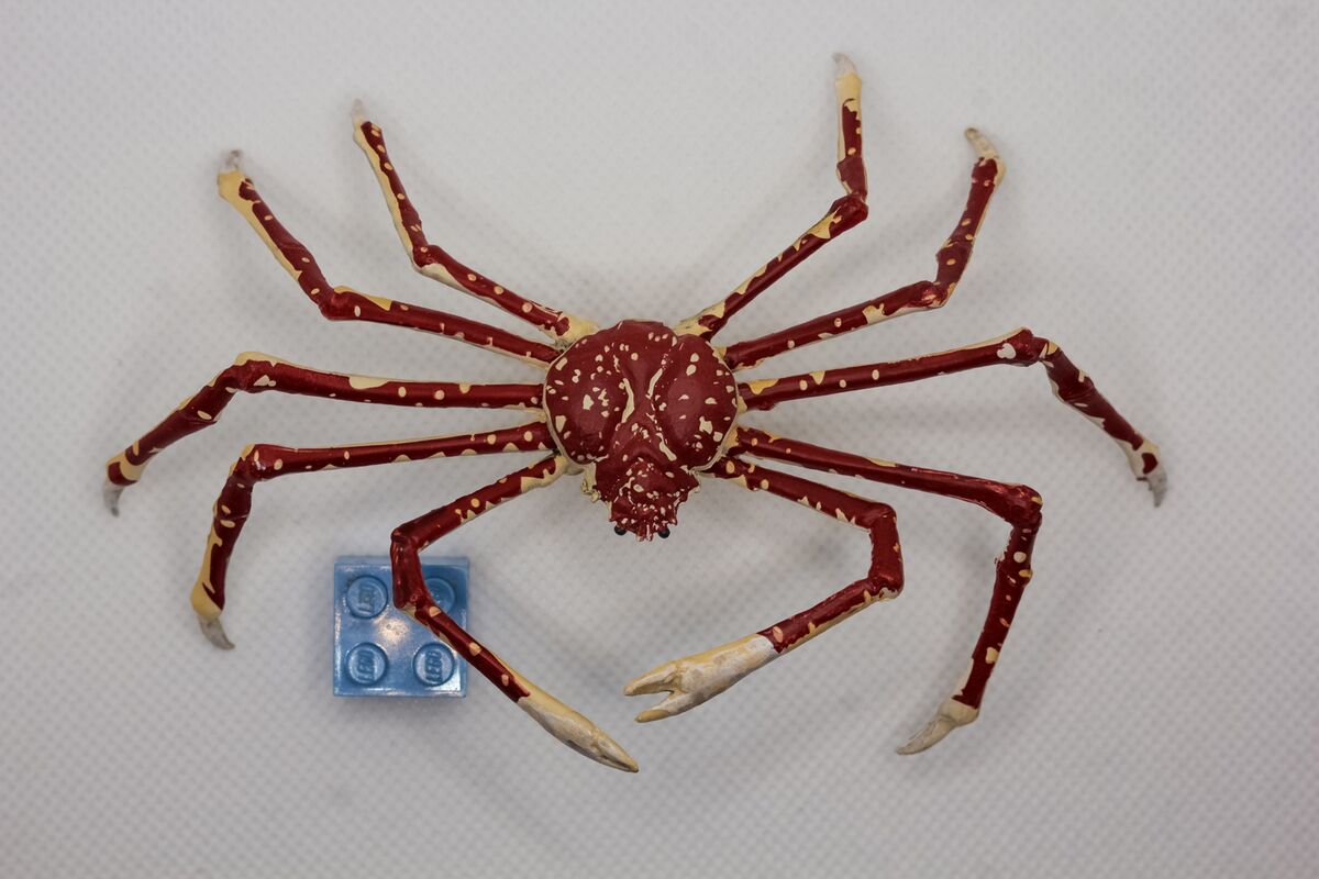 Japanese spider crab Toy Animal Wiki