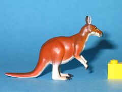 Colorata Neotropical and Australian Regions Red kangaroo