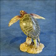 Colorata Olive Ridley Sea Turtle 1 3.jpg