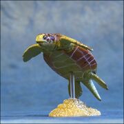 Colorata Olive Ridley Sea Turtle 1 5.jpg