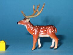 Colorata Zoogeography Oriental Region Axis deer