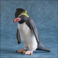 Colorata Rockhopper Penguin 1.jpg