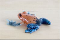 Colorata Strawberry Poison Frog 2.jpg