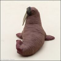 Colorata Walrus 4.jpg