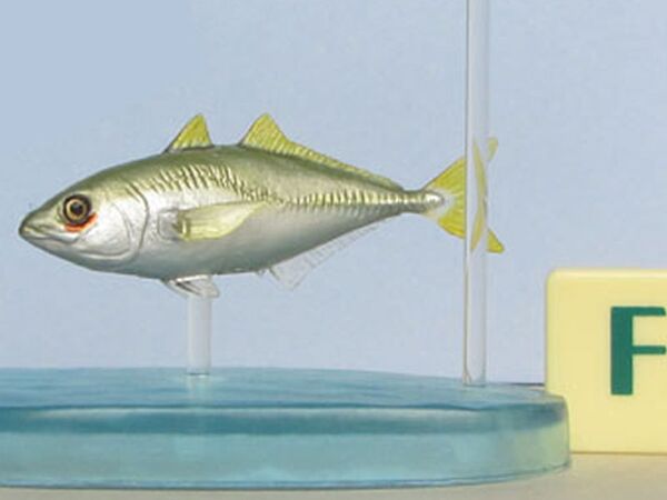 Colorata saltwaterfish japanesehorsemackerel.jpg