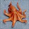 Common octopus.jpg