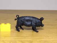 Crescent Black pig
