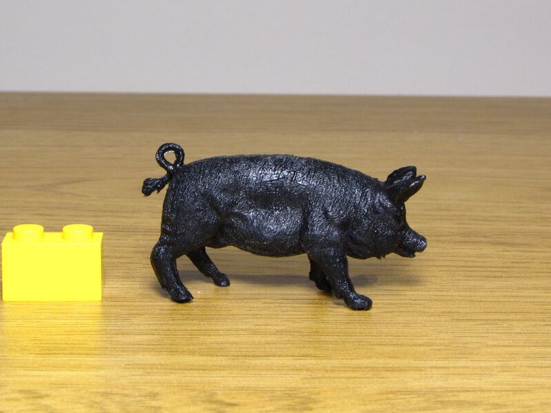 File:Crescent Black pig 1.JPG