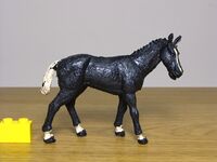 Crescent Horse standing