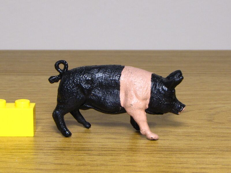 File:Crescent Saddleback pig 1.JPG