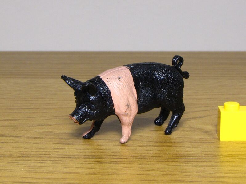 File:Crescent Saddleback pig 2.JPG