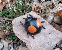 Cryptogonus orbiculus