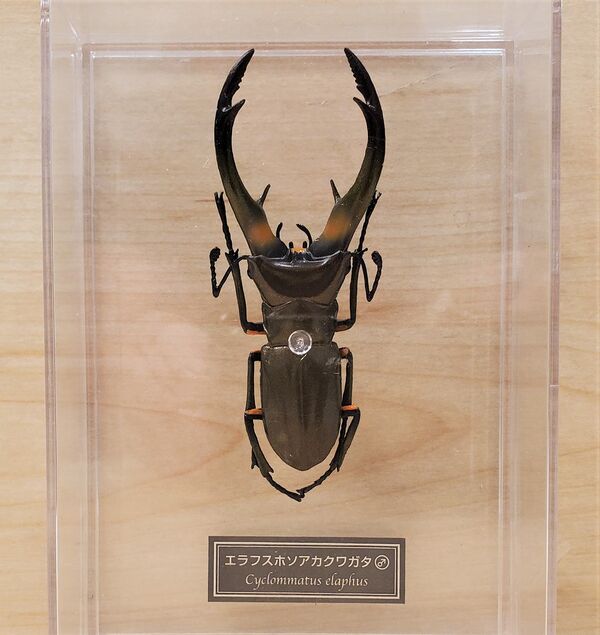 Cyclommatus elaphus DeAgostini.jpg