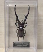 Cyclommatus metallifer