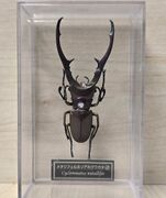 DeAgostini Cyclommatus metallifer