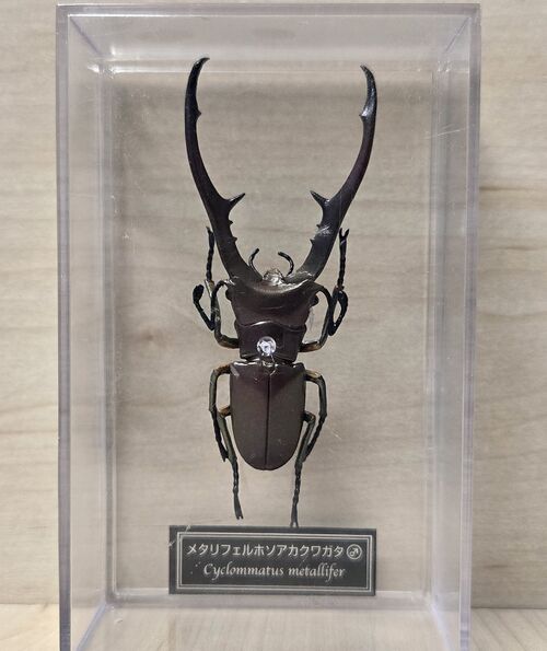 Cyclommatus metallifer DeAgostini.jpg