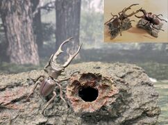 Epoch Beetle Battle Cyclommatus metallifer