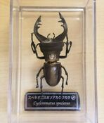 Cyclommatus speciosus