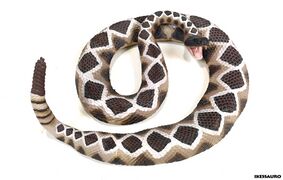 Safari 257029 Diamond Back Rattler