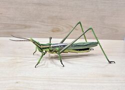 Bandai DoL Giant Mantis and Short-horned Grasshopper Acrida cinerea green