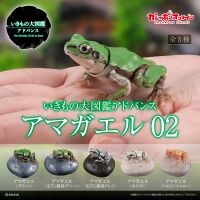Japanese tree frog 2