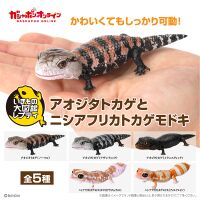 Blue-tongued Skinks and African Fat-tailed Geckos