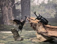 Japanese rhinoceros beetle