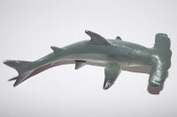 Hammerhead Shark