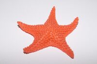 Red Sea Star
