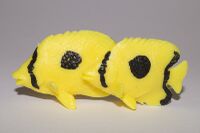 Butterflyfish