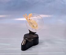 Kaiyodo Aqua Night Museum Water flea