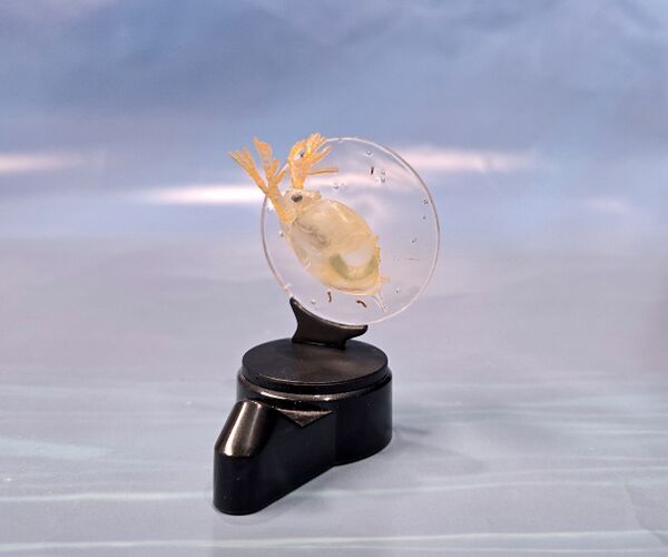 Daphnia pulex Kaiyodo3.jpg