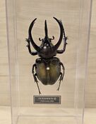 Chalcosoma atlas