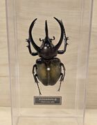 DeAgostini Chalcosoma atlas