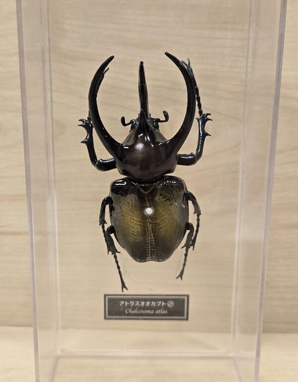 DeAgostini-atlas-beetle-bm.jpg
