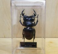 DeAgostini Dorcus antaeus