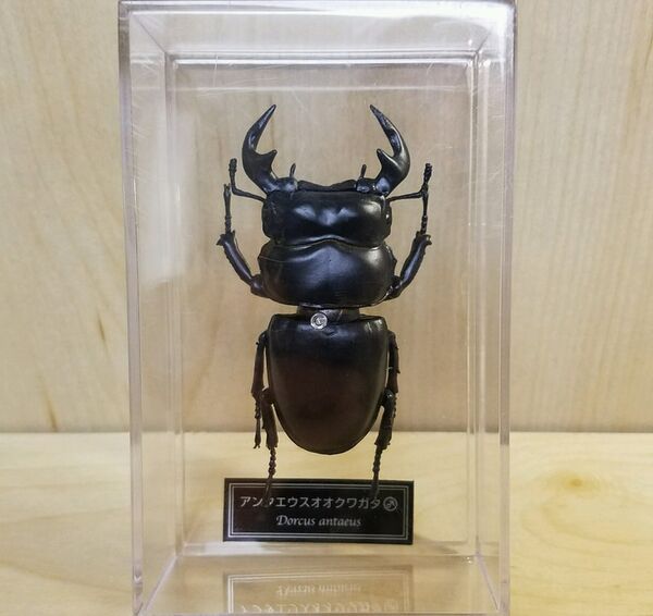 DeAgostini Dorcus antaeus BM.jpg