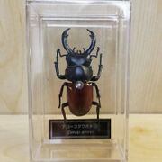 DeAgostini Dorcus arrowi