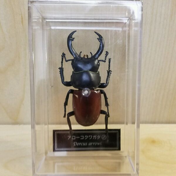 DeAgostini Dorcus arrowi BM.jpg