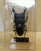 DeAgostini Dorcus bucephalus