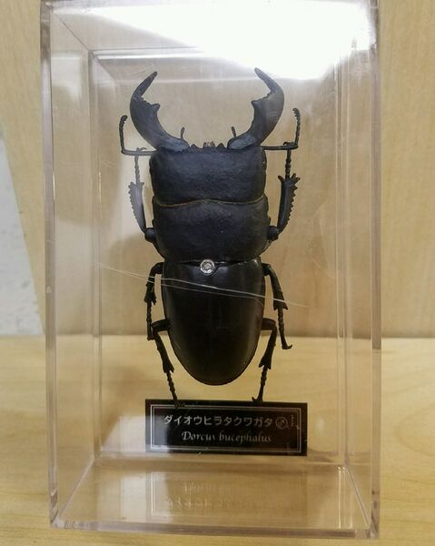 File:DeAgostini Dorcus bucephalus BM.jpg