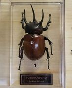 DeAgostini Debeckius beccarii