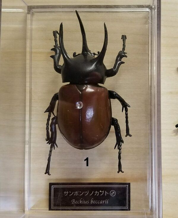 Debeckius beccarii DeAgostini.jpg