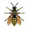 Dolichovespula arenaria thumbart.jpg
