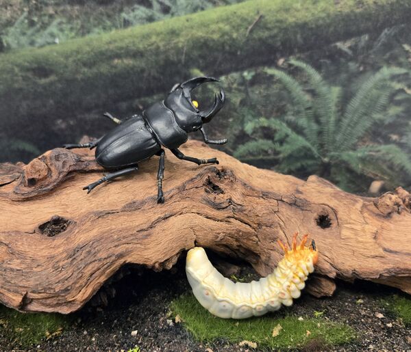 Dorcus hopei binodulosus Kaiyodo2-scaled.jpg