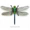 Dragonfly thumb.jpg