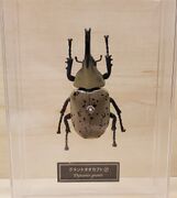 DeAgostini Dynastes grantii