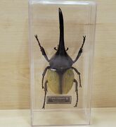 DeAgostini Dynastes hercules