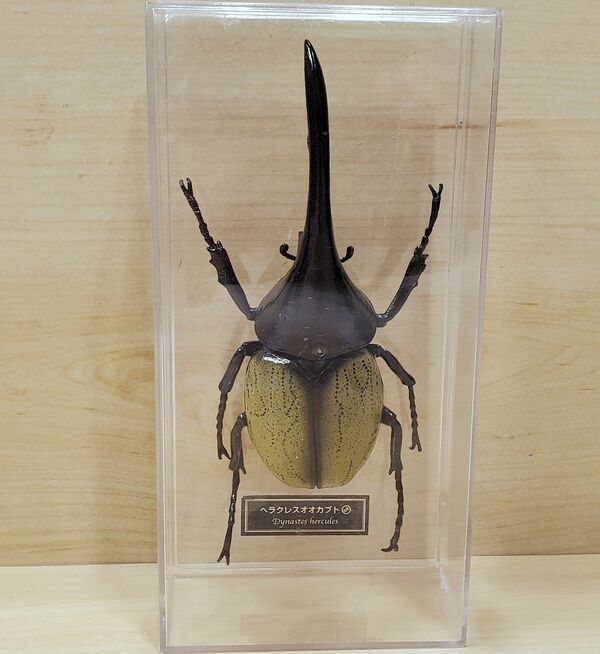 Dynastes hercules DeAgostini.jpg